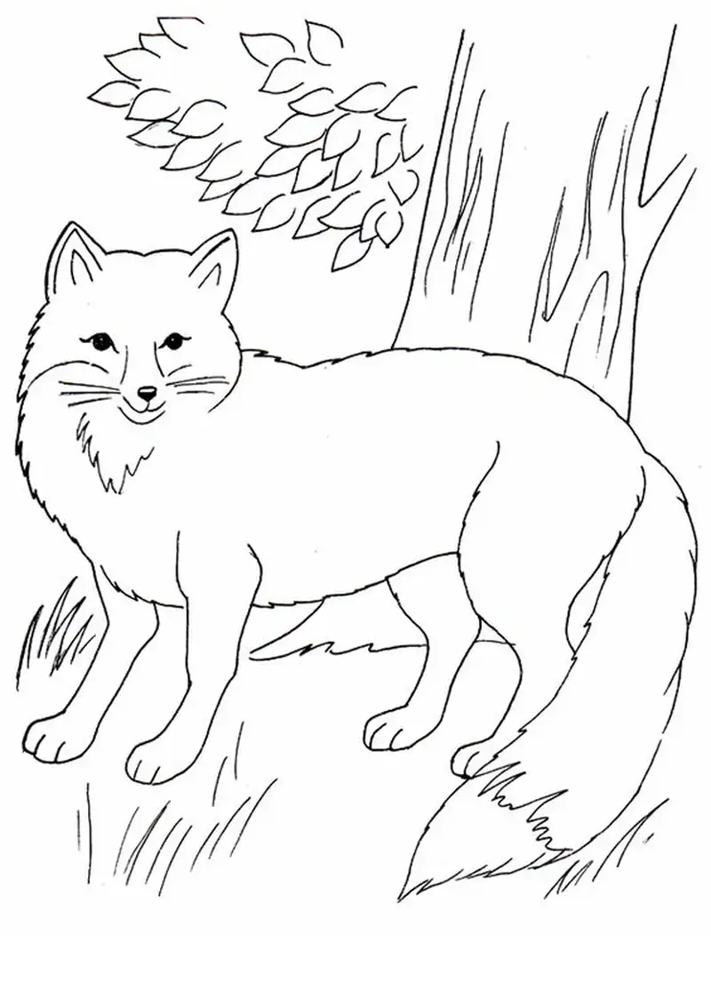 Khám phá thiên nhiên với tranh tô màu con cáo trong rừng sinh động