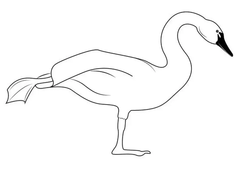 Bé yêu thích tranh tô màu thiên nga cute đáng yêu