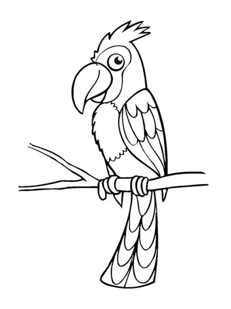 Khám phá tranh tô màu con vẹt Nam Mỹ đuôi dài rực rỡ