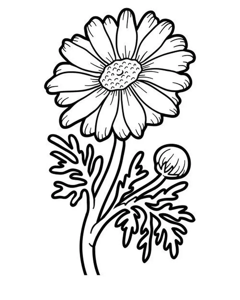 Tô màu sáng tạo cùng tranh tô màu bông hoa cúc xinh xắn