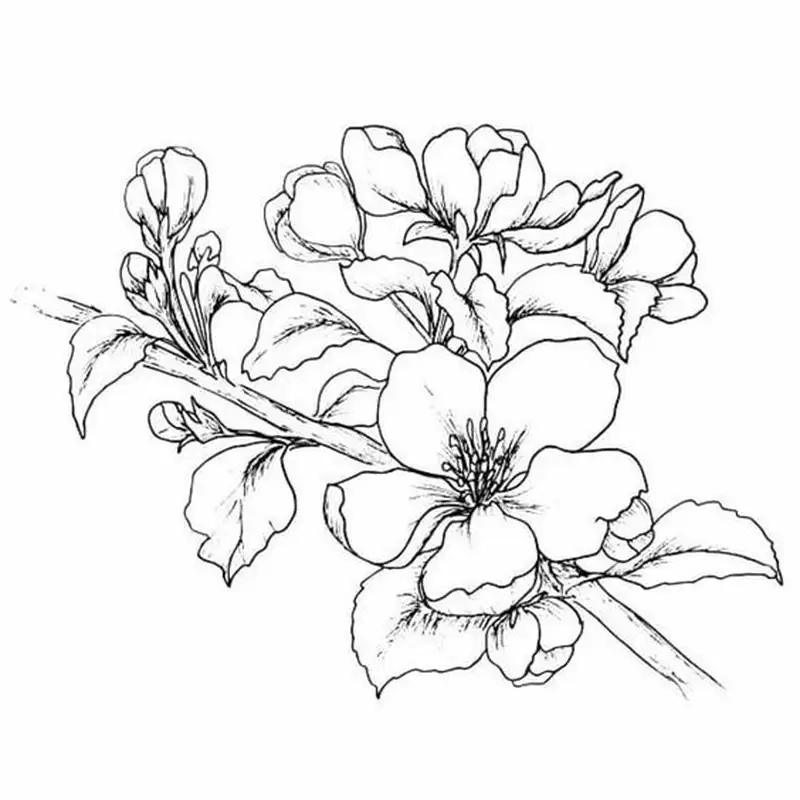 Tranh tô màu hoa đào theo số dễ tô và mang đến tác phẩm đẹp như tranh vẽ