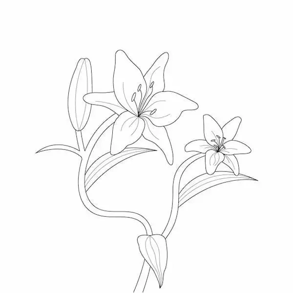 Khám phá tranh tô màu hoa ly tím nhẹ nhàng dễ vẽ