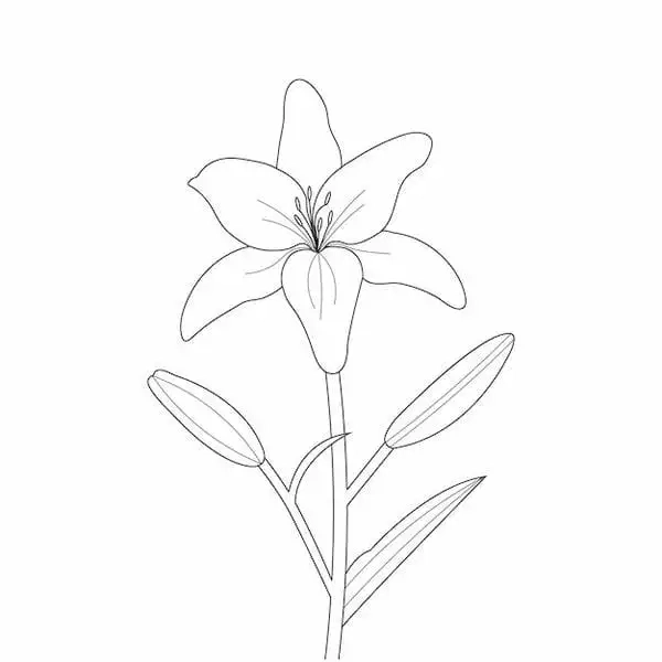 Thanh thoát tranh tô màu hoa ly trắng tinh khiết và đẹp