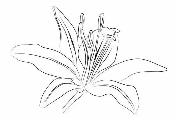 Sắc cam nổi bật trong tranh tô màu hoa ly cam