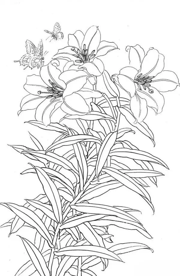 Trải nghiệm tranh tô màu hoa ly 3d nổi bật và tinh tế