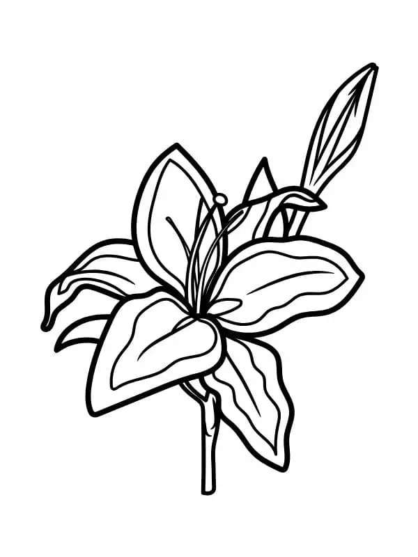 Khám phá tranh tô màu hoa ly đẹp rực rỡ sắc màu