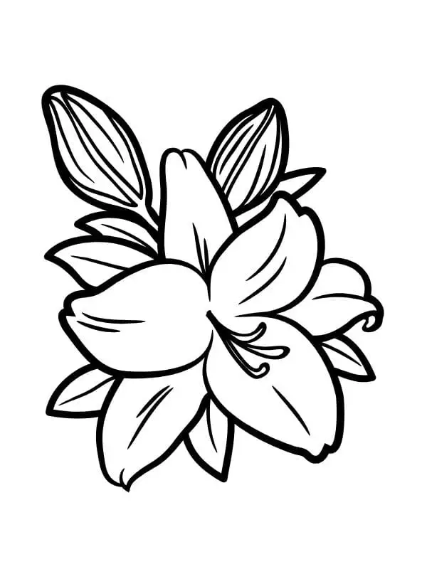 Tranh tô màu hoa ly cho bé phát triển sự sáng tạo