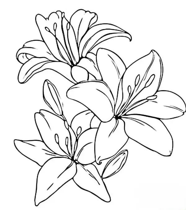 Thưởng thức tranh tô màu hoa lily sống động từng nét