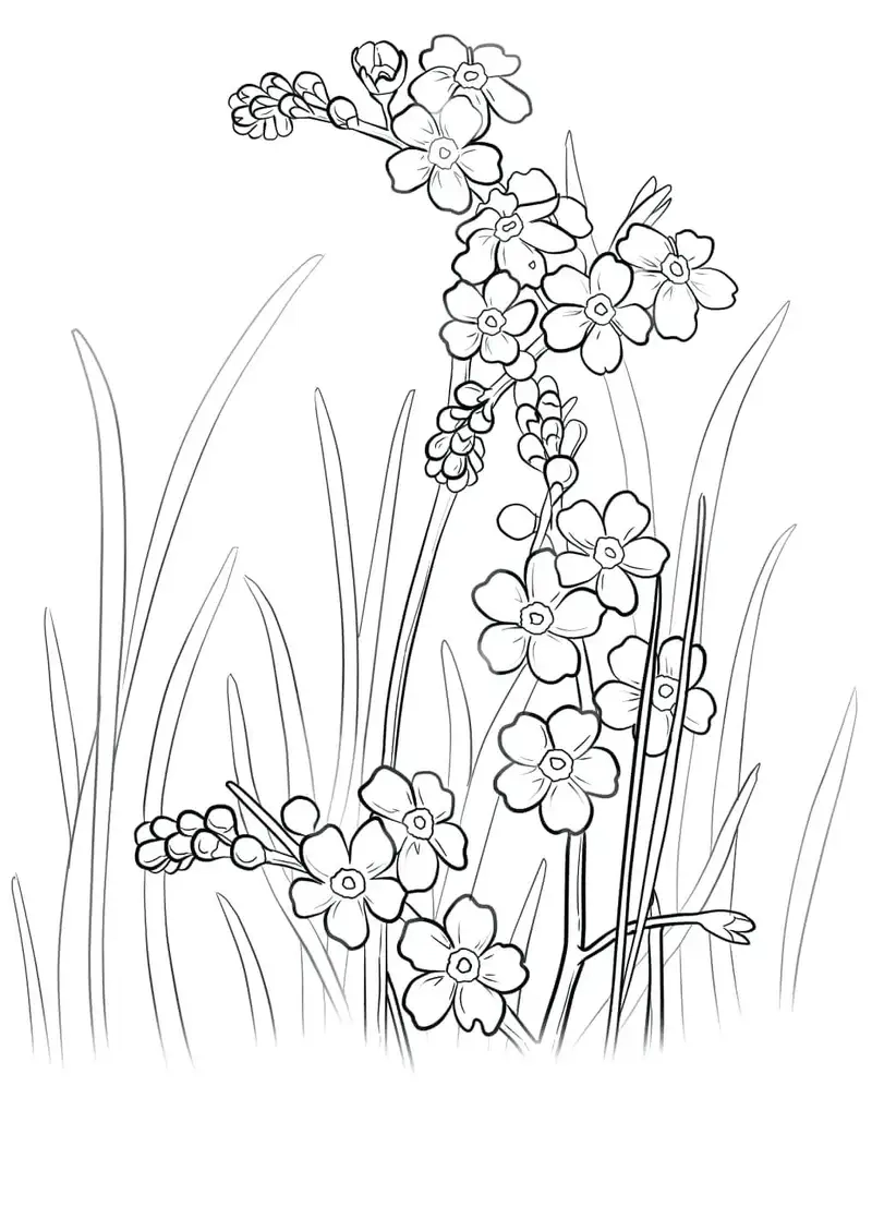 Tranh tô màu hoa mai là như thế nào