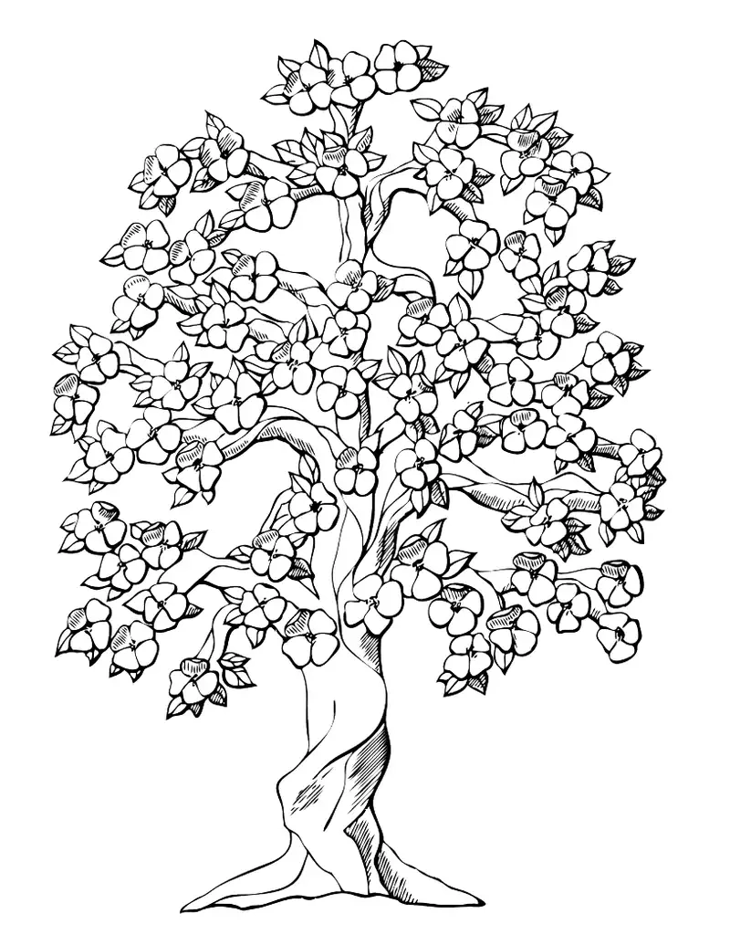 Tham khảo Mẫu tranh tô màu hoa mai cho các bé yêu thích