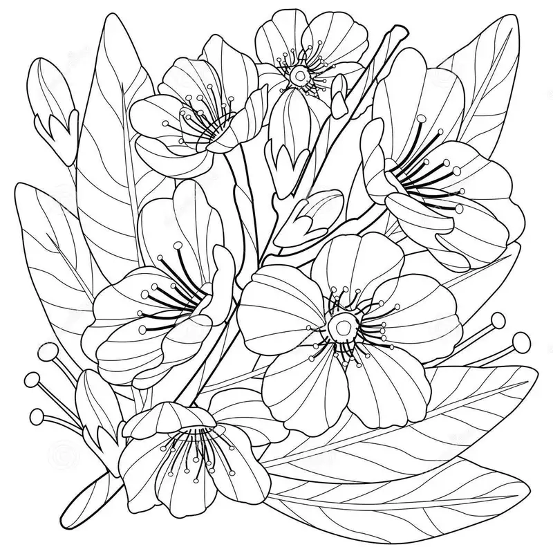 Vẽ lên giấy Tranh tô màu hoa mai đẹp tinh tế và sinh động