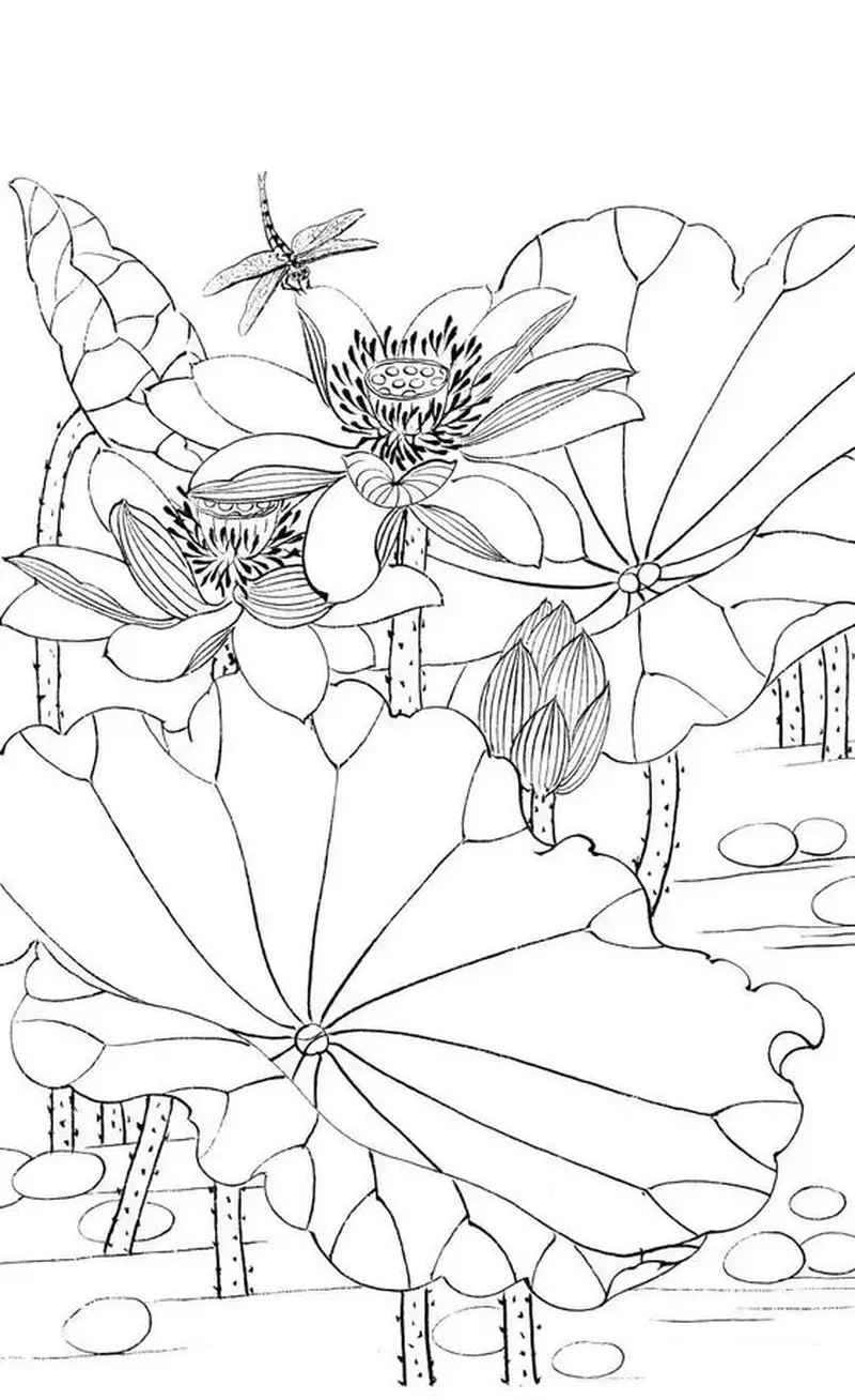 Thưởng thức vẻ đẹp tinh tế của tranh hoa sen màu nước