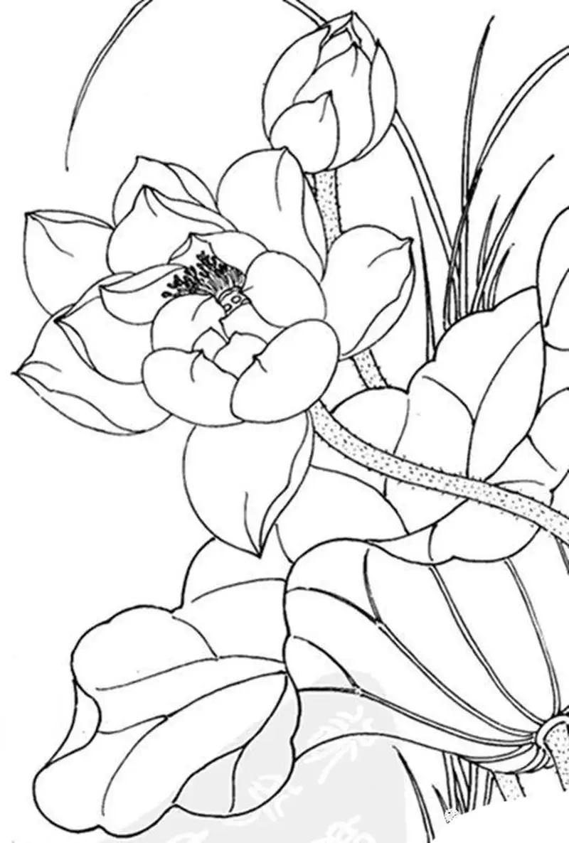 Tạo màu sắc riêng cho hình tô màu hoa sen đầy nghệ thuật