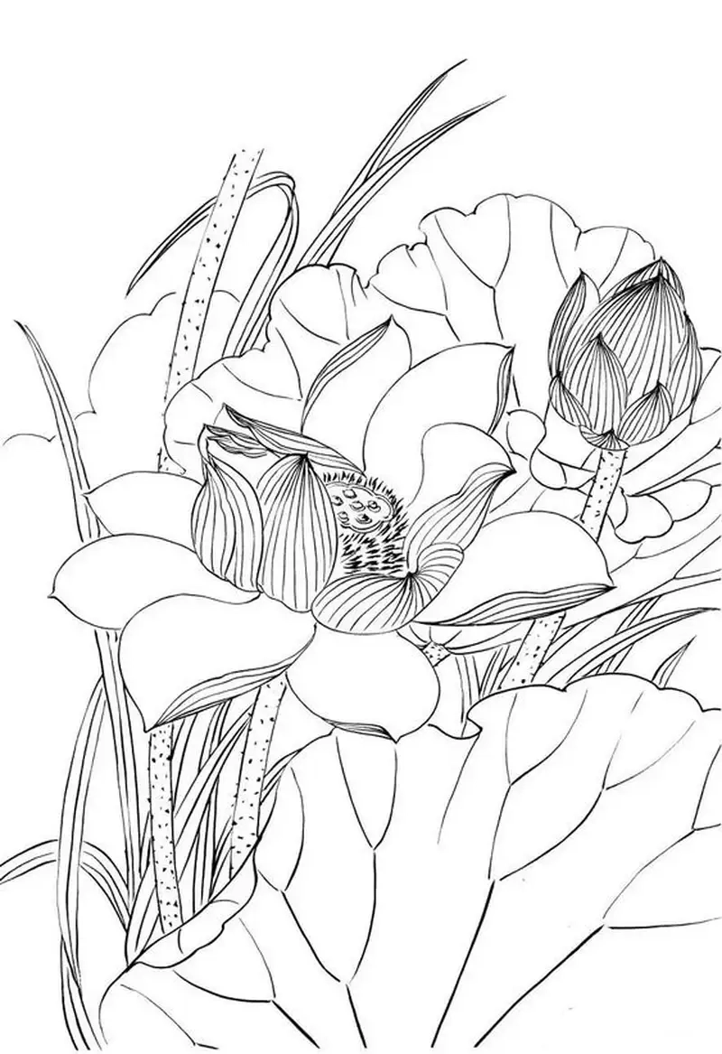 Thỏa sức sáng tạo với hoa sen tranh vẽ đẹp và sống động