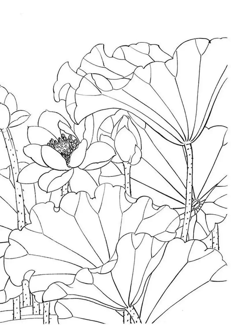 Bé yêu sáng tạo với hoa sen tô màu sống động và dễ thương