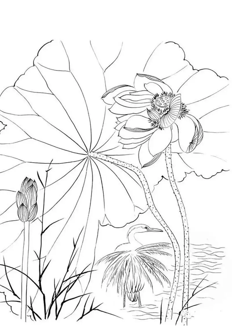 Khám phá tranh tô màu bông hoa sen để bé rèn kỹ năng màu sắc
