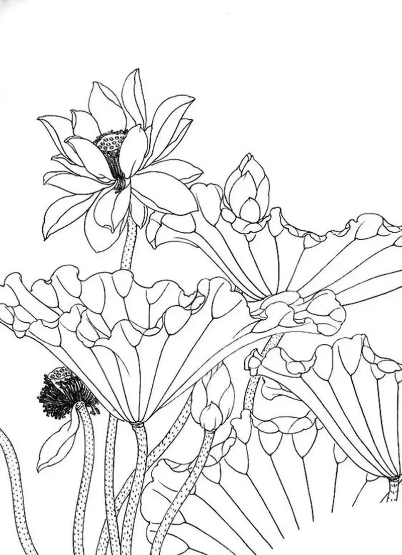 Tô màu hình tô màu hoa sen để bé rèn luyện sự khéo léo và sáng tạo