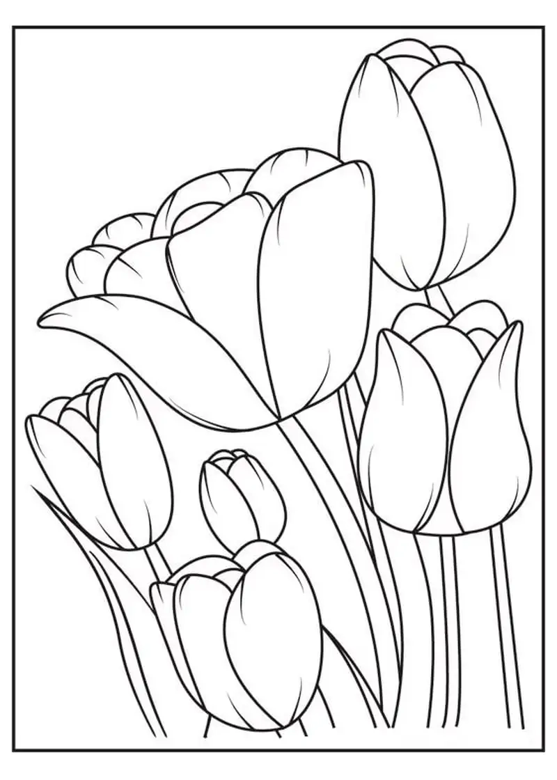 Tranh tô màu hoa tulip là như thế nào?