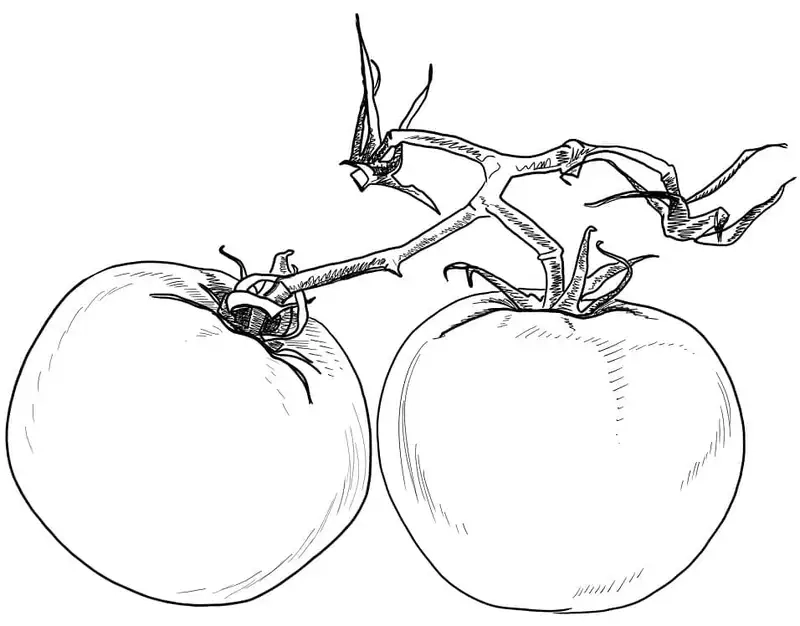 Tranh tô màu cà chua dễ thương mang đến niềm vui học tập cho bé