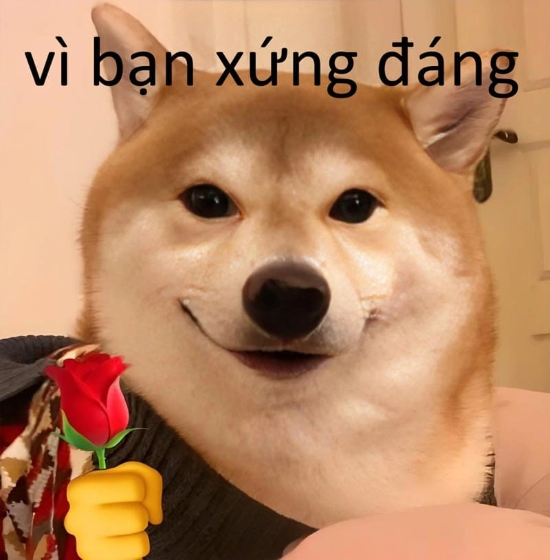 Thức dậy cùng những hình vì bạn xứng đáng meme cute