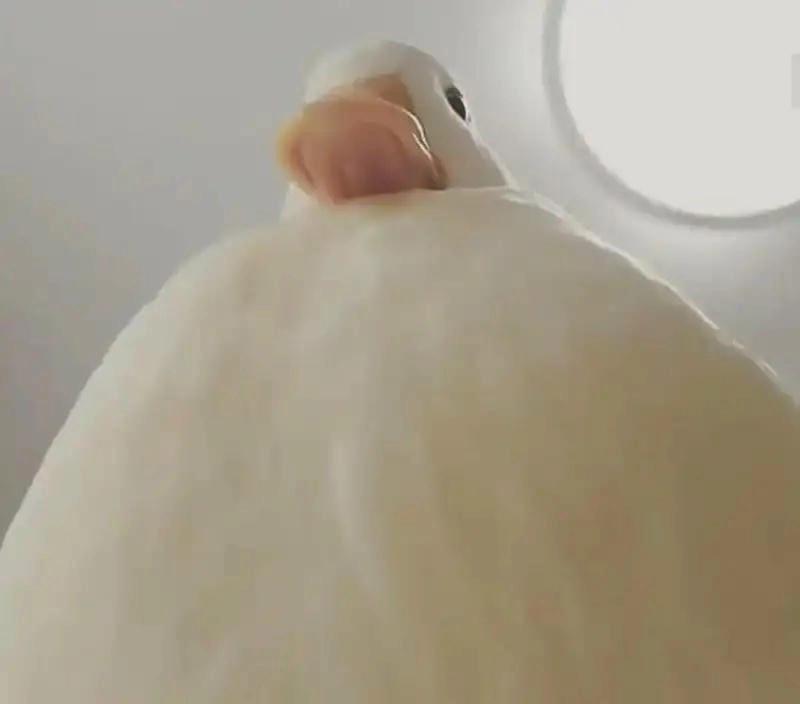 Lạc lối trong vịt meme giải trí