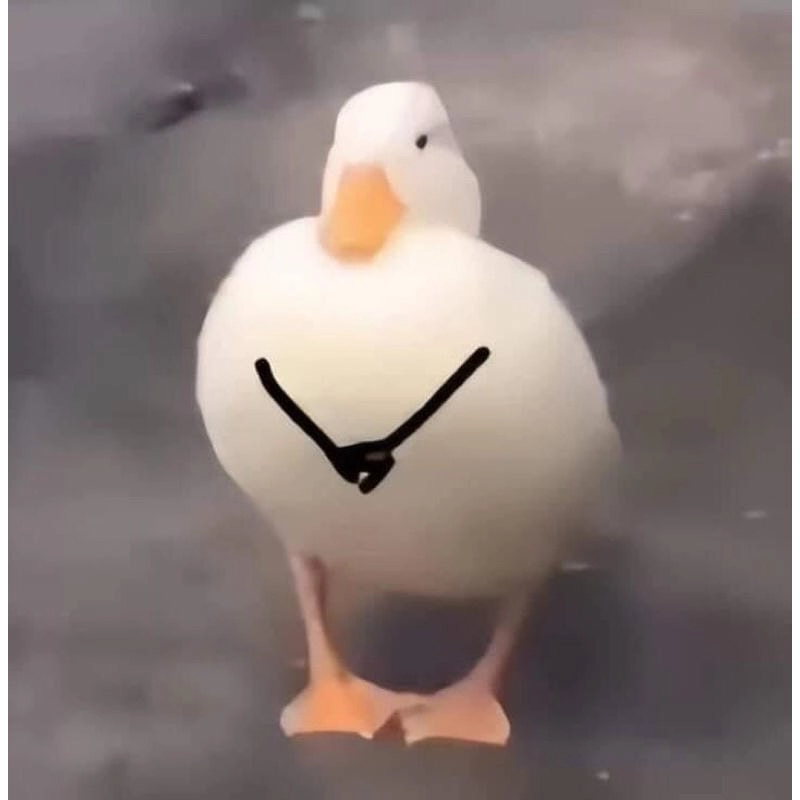 Cùng cười với những hình vịt meme vui nhộn