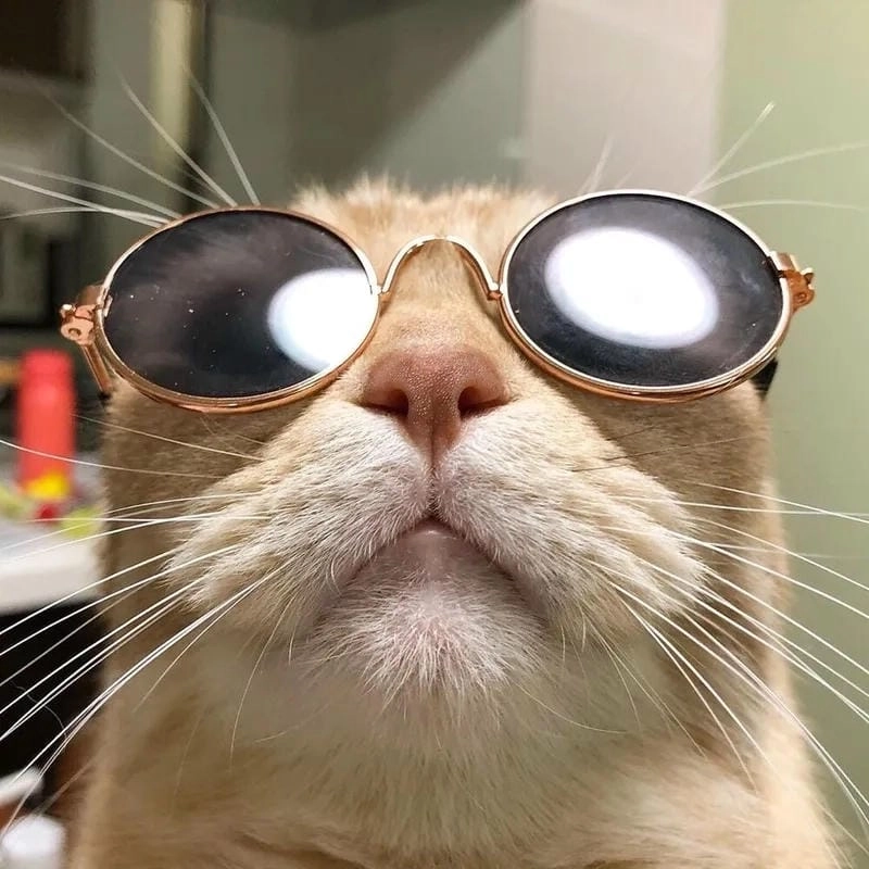 Cùng du ngoạn meme vô tri ngộ nghĩnh