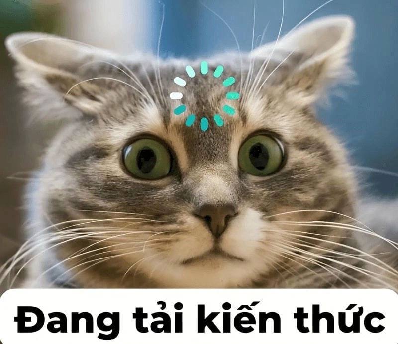 Lạc lối trong thế giới what meme reaction