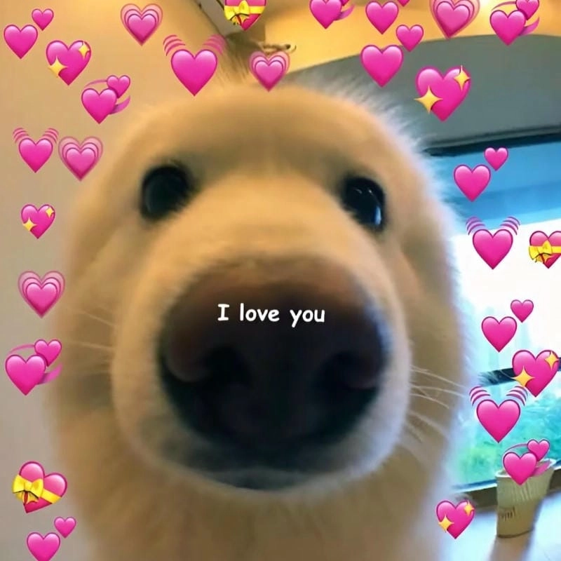 Săn lùng những khoảnh khắc ảnh yêu meme