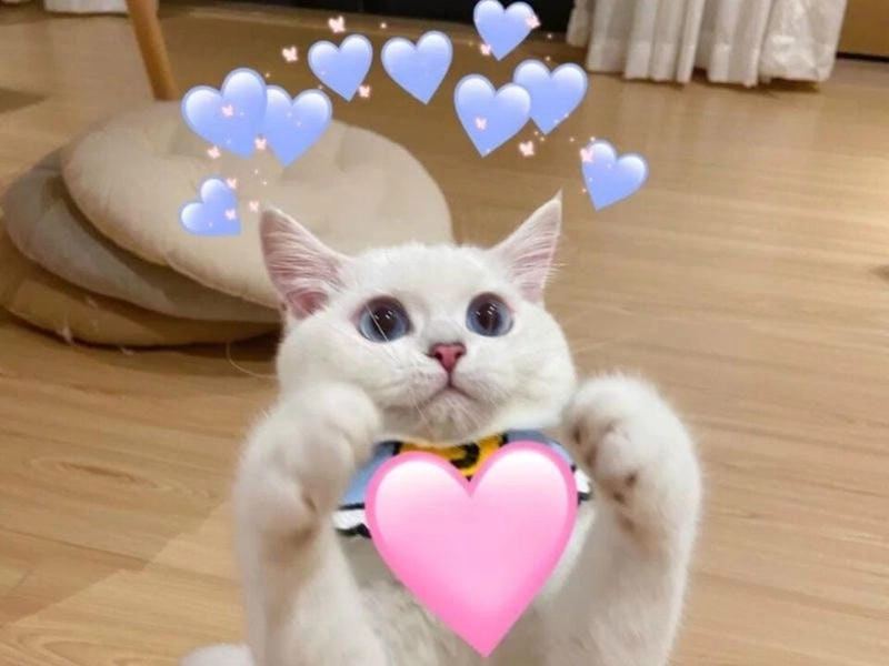 Cùng du ngoạn yêu meme tình cảm