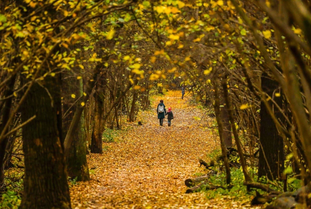Vẽ tranh mùa thu đơn giản dễ thương ấm áp