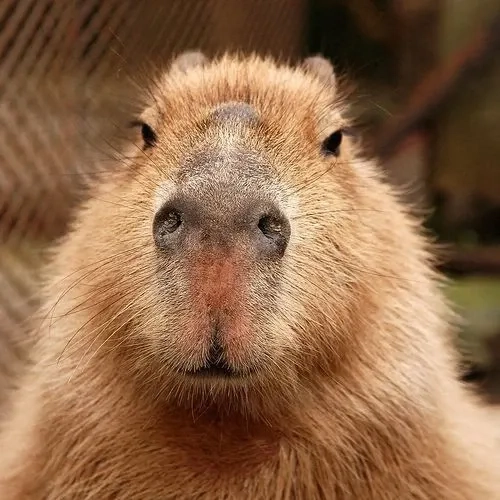 Ảnh capybara meme dễ thương ngố siêu troll