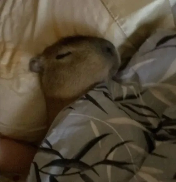 Con capybara meme chill đáng yêu cười lăn