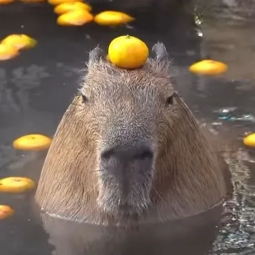 Ảnh meme capybara ngây thơ troll bá đạo