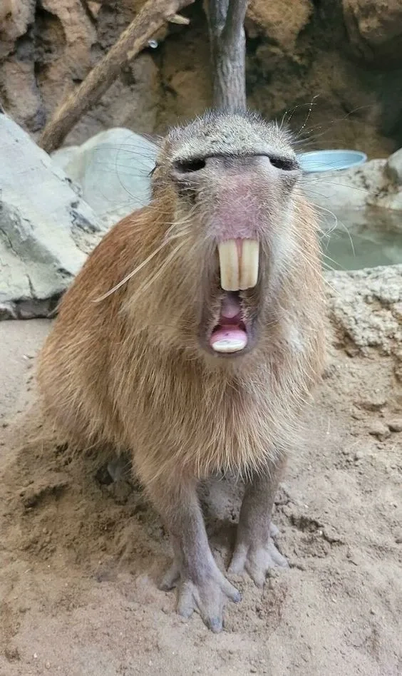Capybara chuột lang nước meme chill dễ thương
