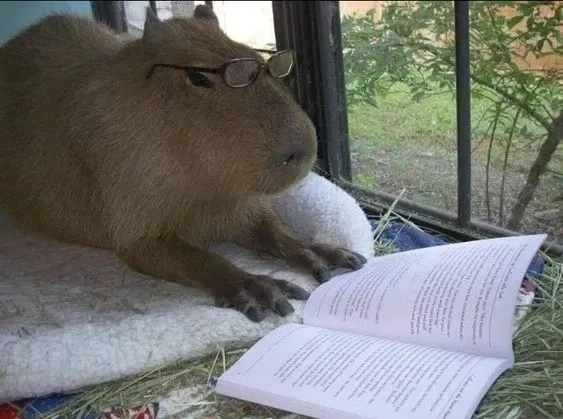 Capybara meme song nhại hài hước bá cháy