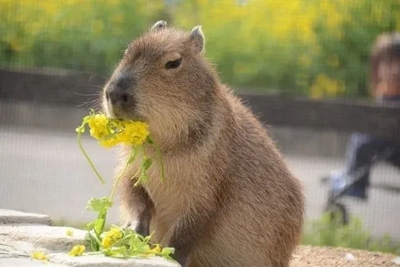Cute capybara meme ngây thơ troll hài bá đạo