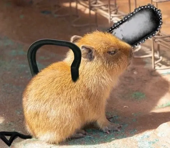 Hình ảnh capybara meme chill dễ thương cuốn hút