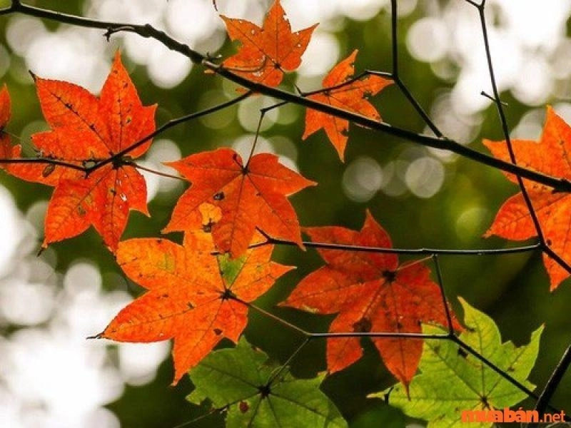 Mua cây phong lá đỏ trang trí sân vườn