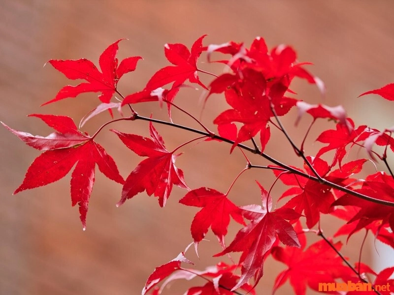 Hình ảnh lá phong đỏ tươi sáng rực rỡ