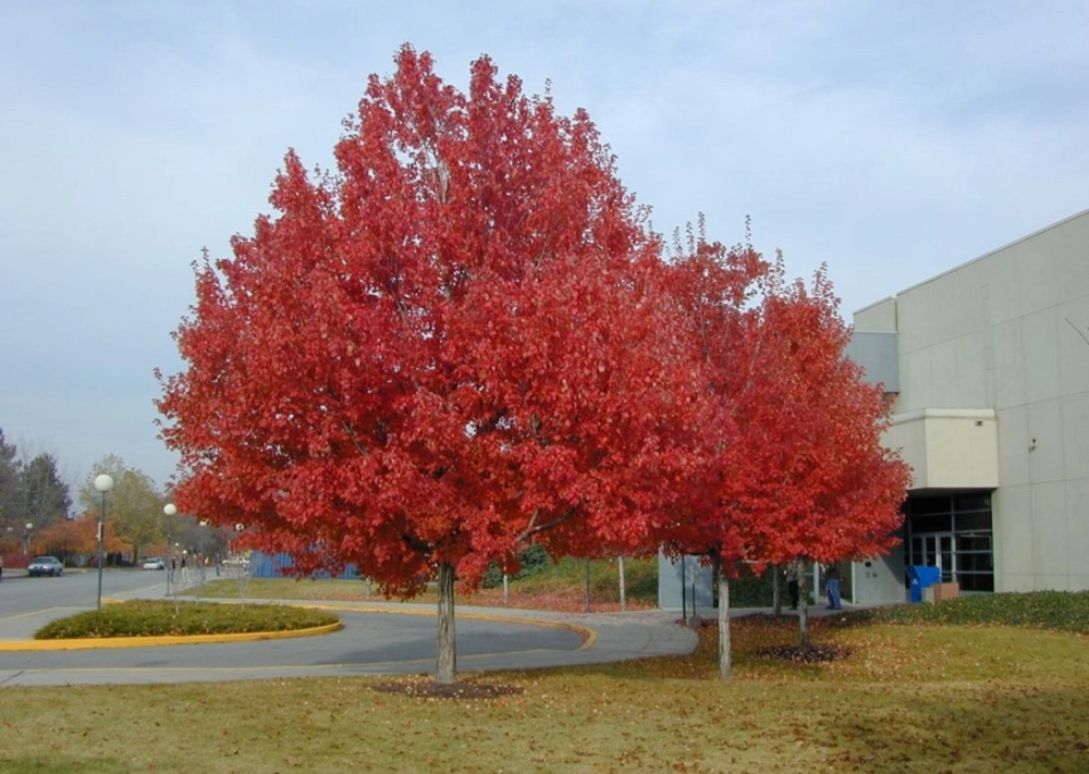 Rừng lá phong đỏ lãng mạn huyền ảo