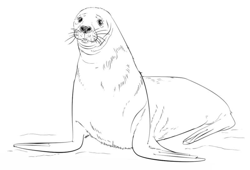 Tranh tô màu hải cẩu dễ thương mắt to tròn