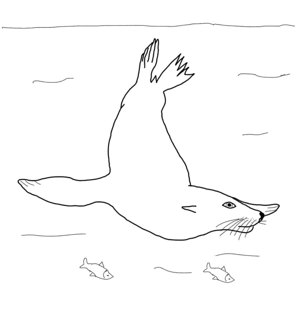 Hình tô màu sư tử biển đơn giản nét vẽ dễ