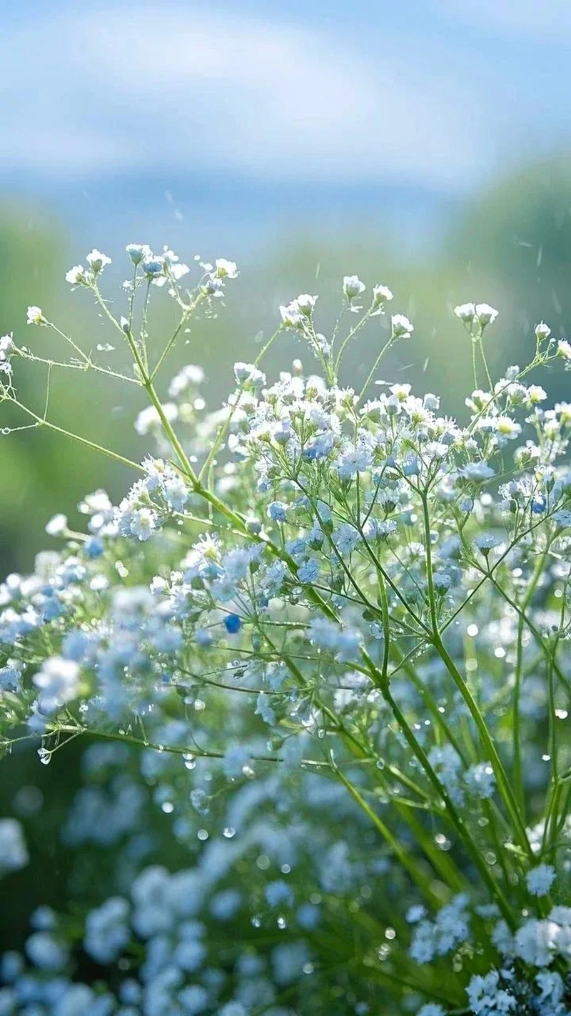 Tinh khôi nhẹ nhàng với avatar hoa baby nền trắng