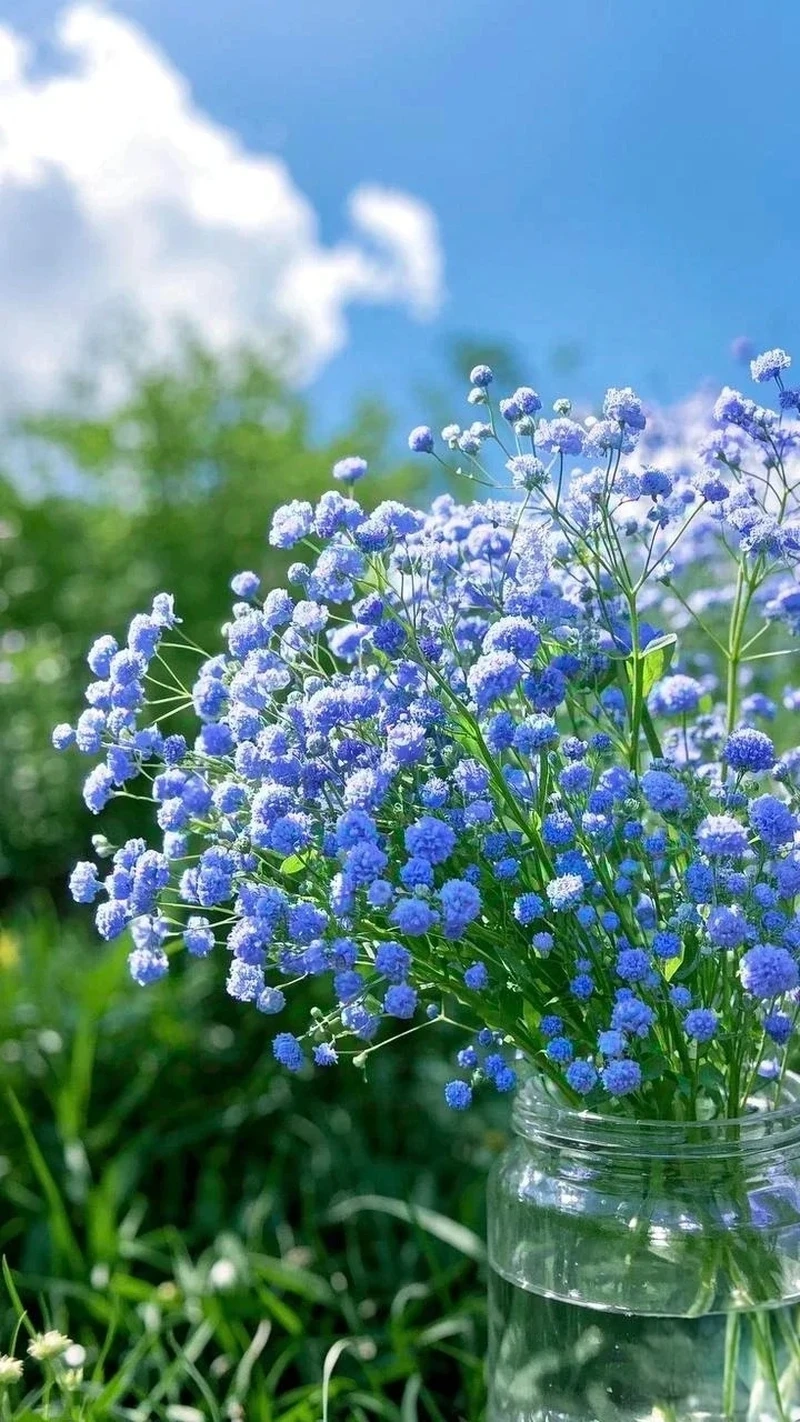 Xu hướng mới với avatar hoa baby phong cách hàn quốc