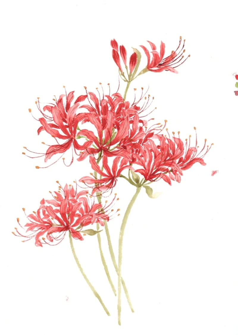 Bộ ảnh độc lạ với avatar hoa bỉ ngạn độc đáo đang gây sốt