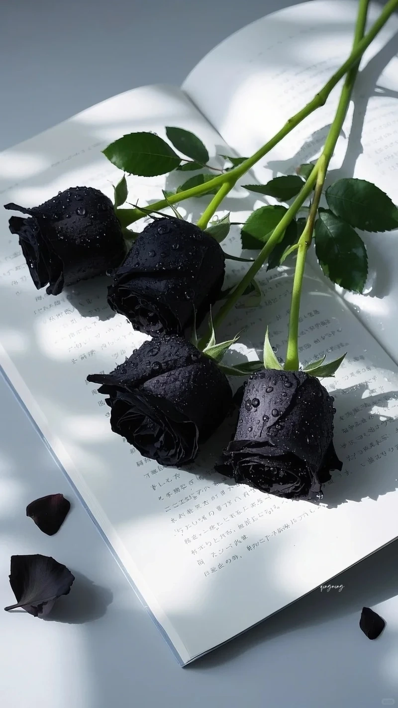 Avatar hoa hồng đen buồn dành cho những ngày tâm trạng lặng lẽ