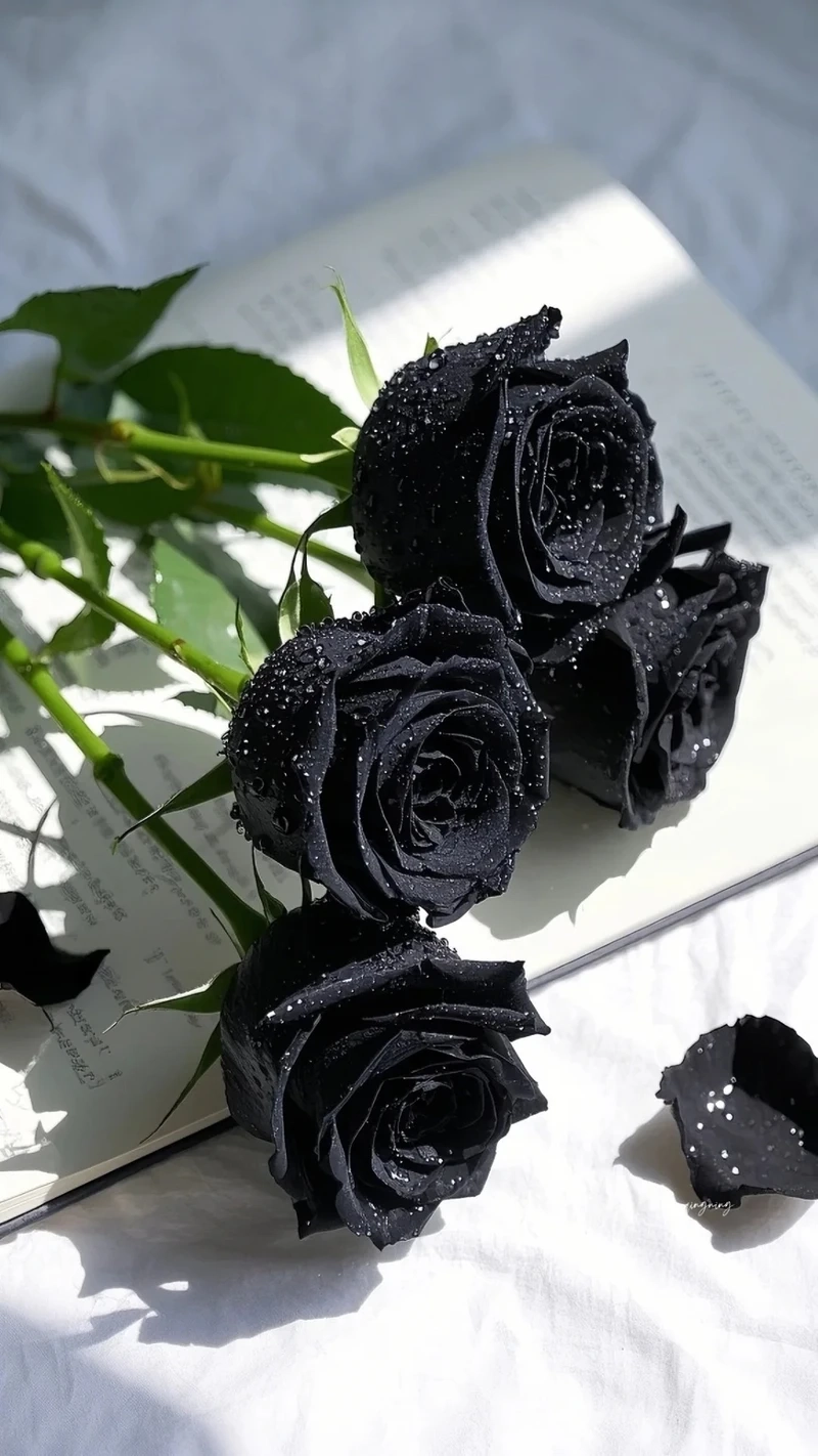 Avatar hoa hồng đen đẹp nhất khiến trang cá nhân nổi bật hơn