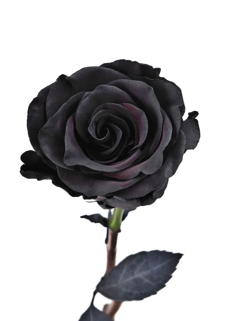 Bộ ảnh cảm xúc với avatar hoa hồng đen buồn đẹp cực cuốn