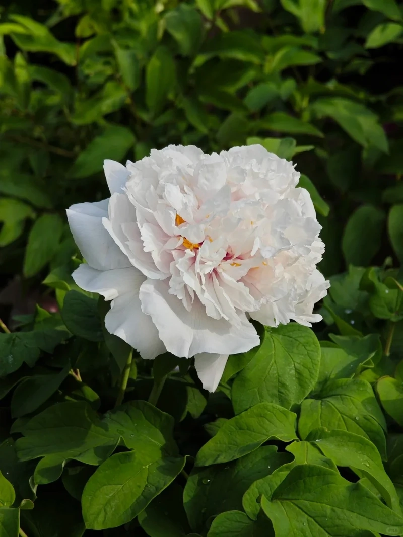 Chi tiết tinh tế của avatar hoa mẫu đơn chụp cận cảnh cực đẹp